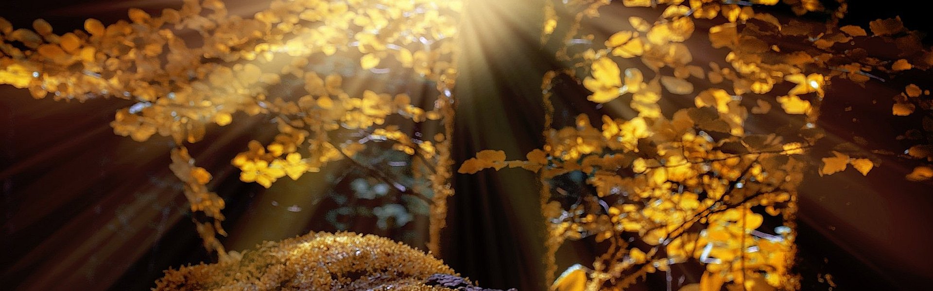 Herfstlandschap Bos in de herfst bij de column 'Alle goeds' van Paul Schrijft