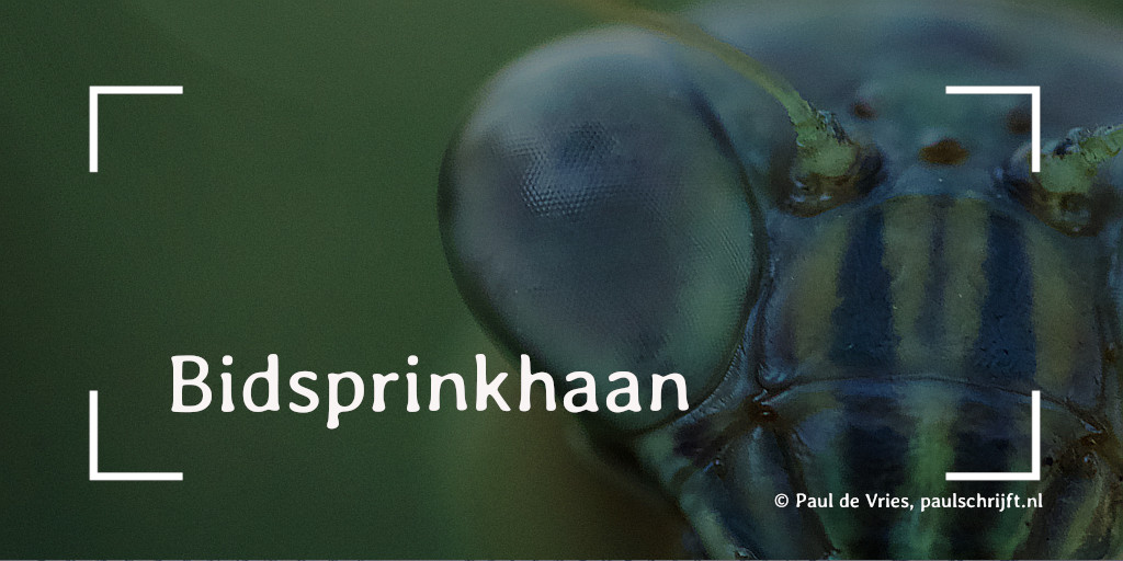 Bidsprinkhaan versje van Paul Schrijft foto Mitchell Dunn Bidsprinkhaan versje van Paul Schrijft foto Mitchell Dunn