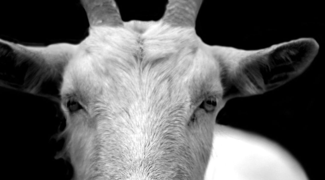 De geiten van Florian