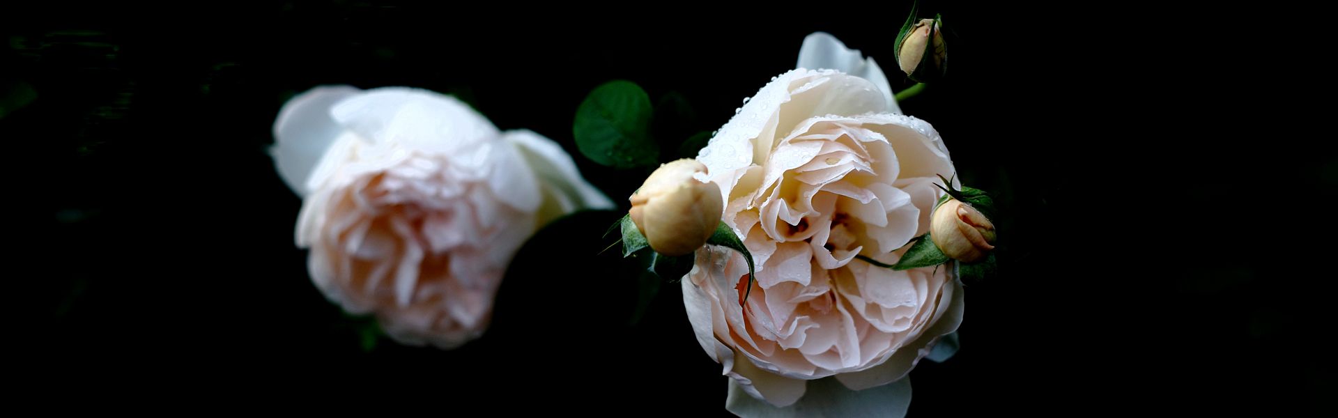 Rozen voor dodenherdenking Roze rozen bij de column 'Dodenherdenking' van 'Paul Schrijft' foto door Takashi M