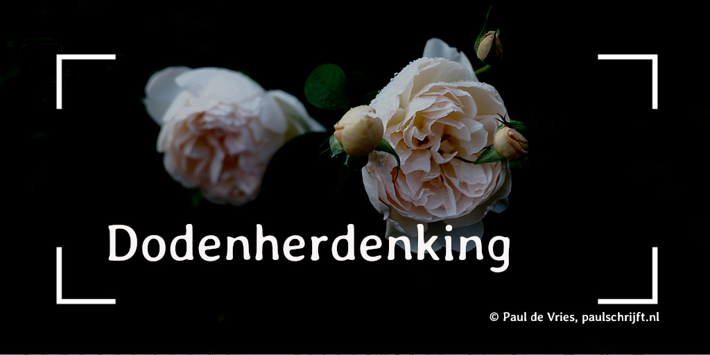 Rozen voor dodenherdenking Roze rozen bij de column 'Dodenherdenking' van 'Paul Schrijft' foto door Takashi M