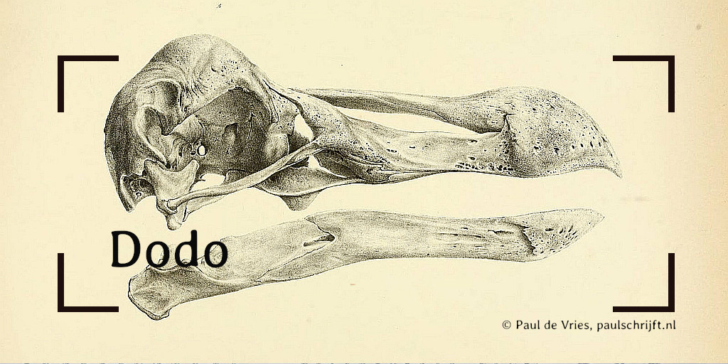 Dodo schedel, Biodiversity Heritage Library op flickr Dodo schedel, Biodiversity Heritage Library op flickr