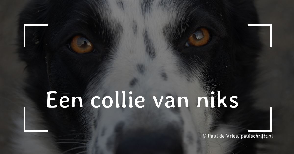 Border Collie Border Collie. Afbeelding: “You looking at me?” door Ross2085 - Versje "Een collie van niks" door Paul Schrijft