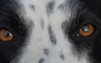 Een collie van niks