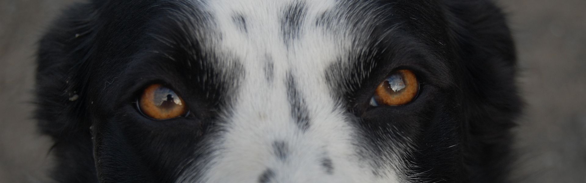 Een collie van niks, afbeelding: Ross2085 Een collie van niks, afbeelding: Ross2085