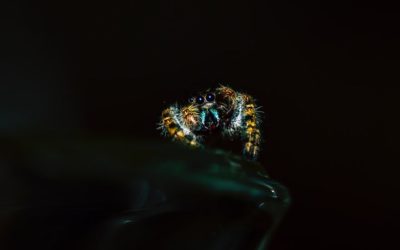Een kleine spin