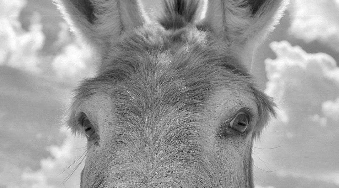 Ezel op een racefiets