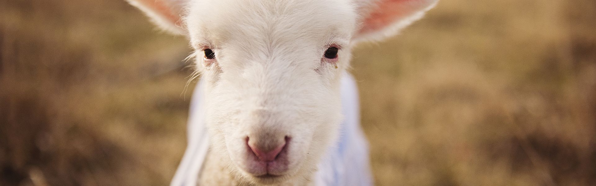 Lammetje in de wei Lammetje in de wei door Kat Jayne, versje "Groen is ’t gras" door Paul de Vries Schrijft