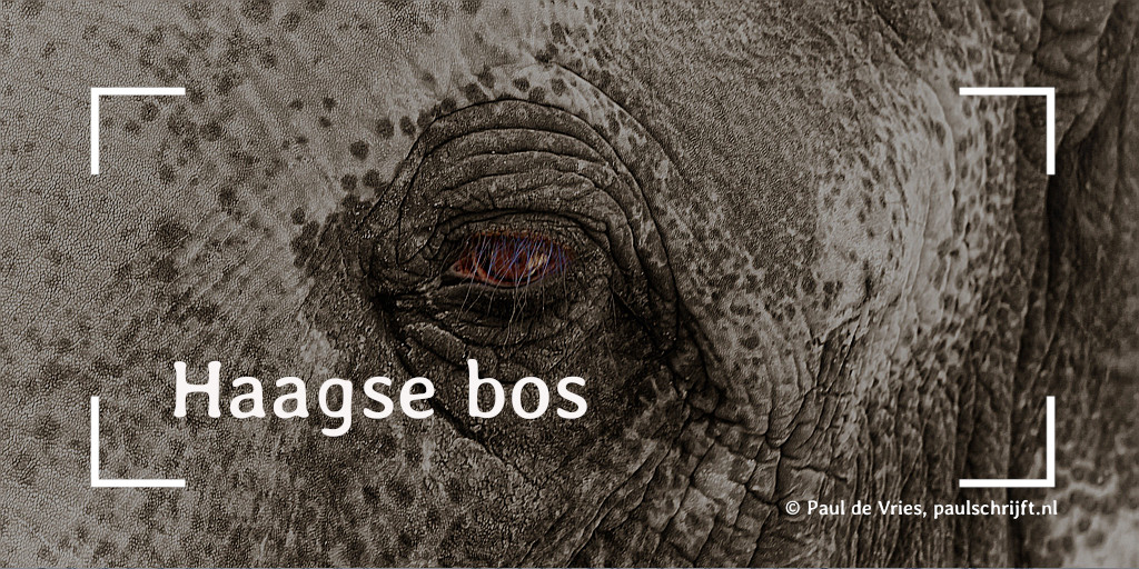 Olifantenoog bij het versje 'Haagse bos' van Paul Schrijft. Olifantenoog