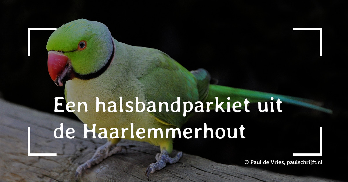 Halsbandparkiet uit Haarlemmerhout Halsbandparkiet uit Haarlemmerhout bij een versje van Paul Schrijft