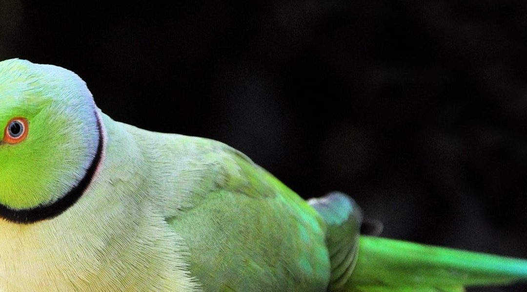 Een halsbandparkiet uit de Haarlemmerhout