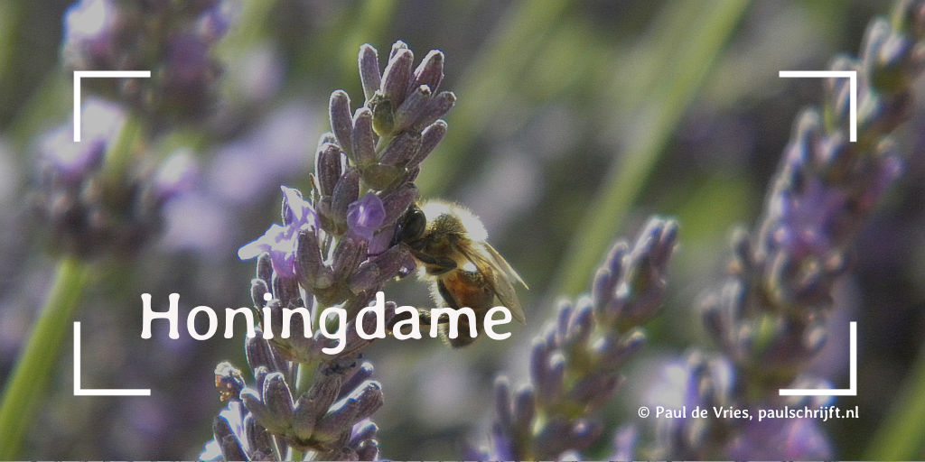 Een honingbij op Lavendel in de Provence, foto door Ecco. Bij het versje Honingdame van Paul Schijft
