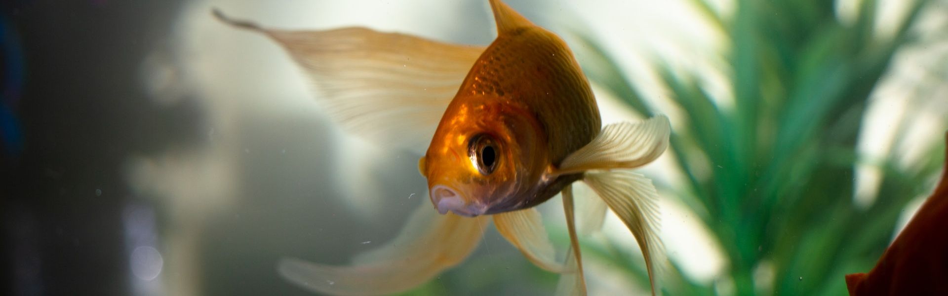 Goudvis Goudvis in een kom, foto Gabriel P Pexels