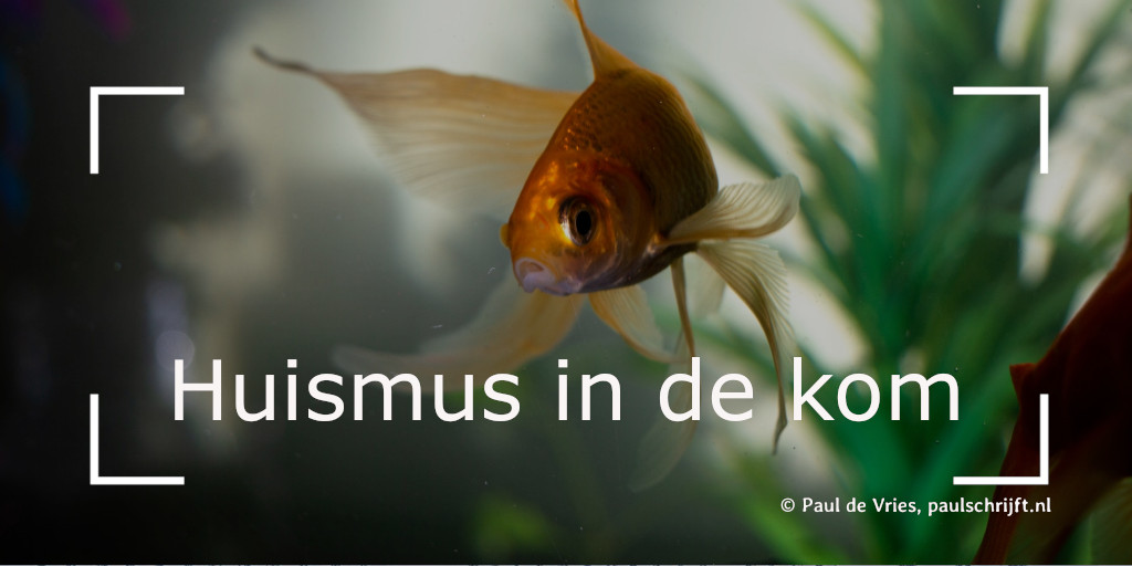 Goudvis Goudvis in een kom, foto Gabriel P Pexels