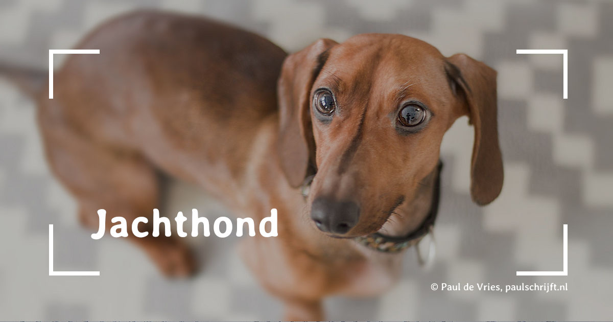 Een Teckel bij het versje 'Jachthond' van Paul de Vries Schrijft Een Teckel bij het versje 'Jachthond' van Paul de Vries Schrijft