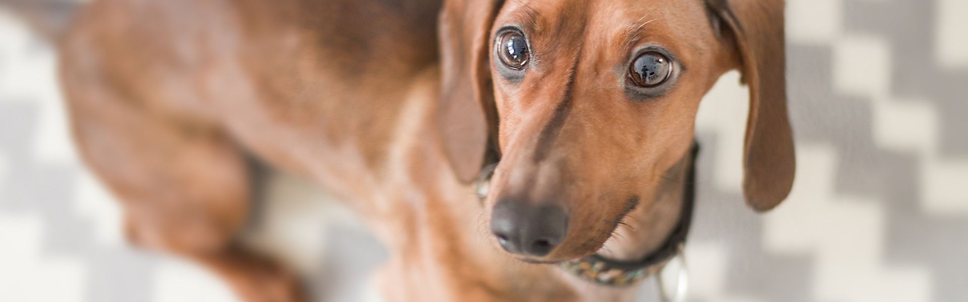 Een Teckel bij het versje ‘Jachthond’ van Paul de Vries Schrijft Een Teckel bij het versje 'Jachthond' van Paul de Vries Schrijft