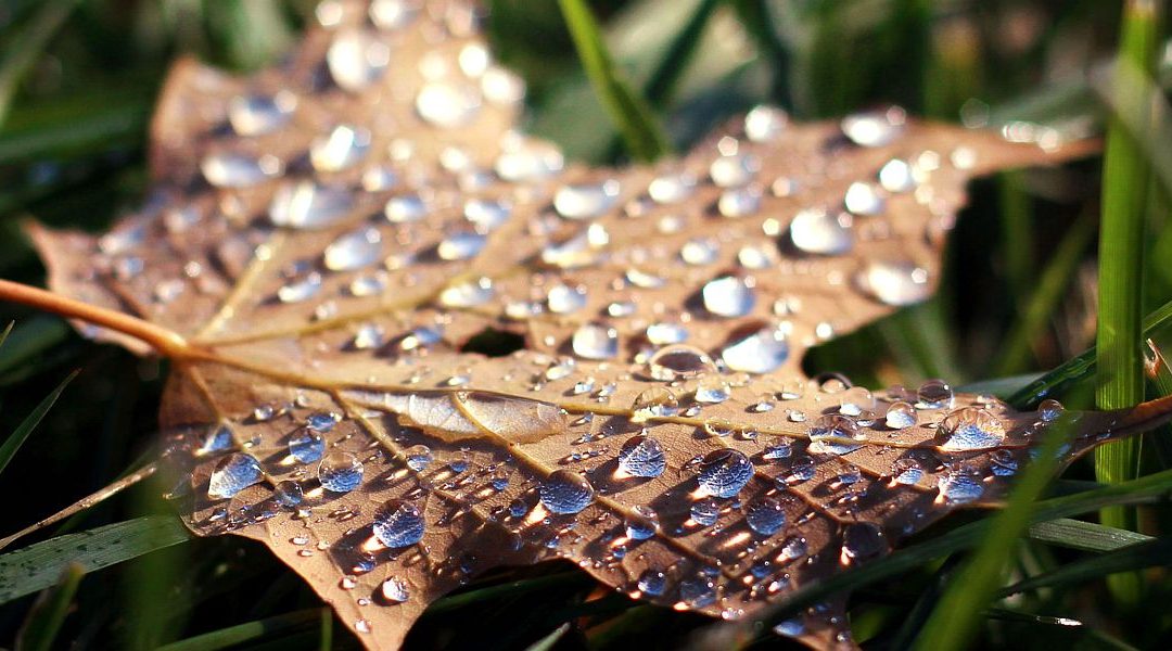 De krekel en de mier