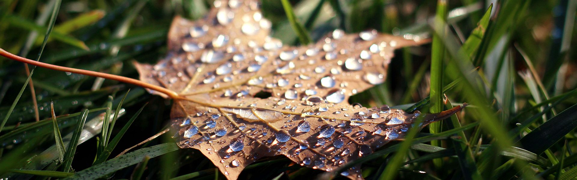 Herfstblad met dauw bij het versje "De Krekel en de Mier" van Paul de Vries Schrijft