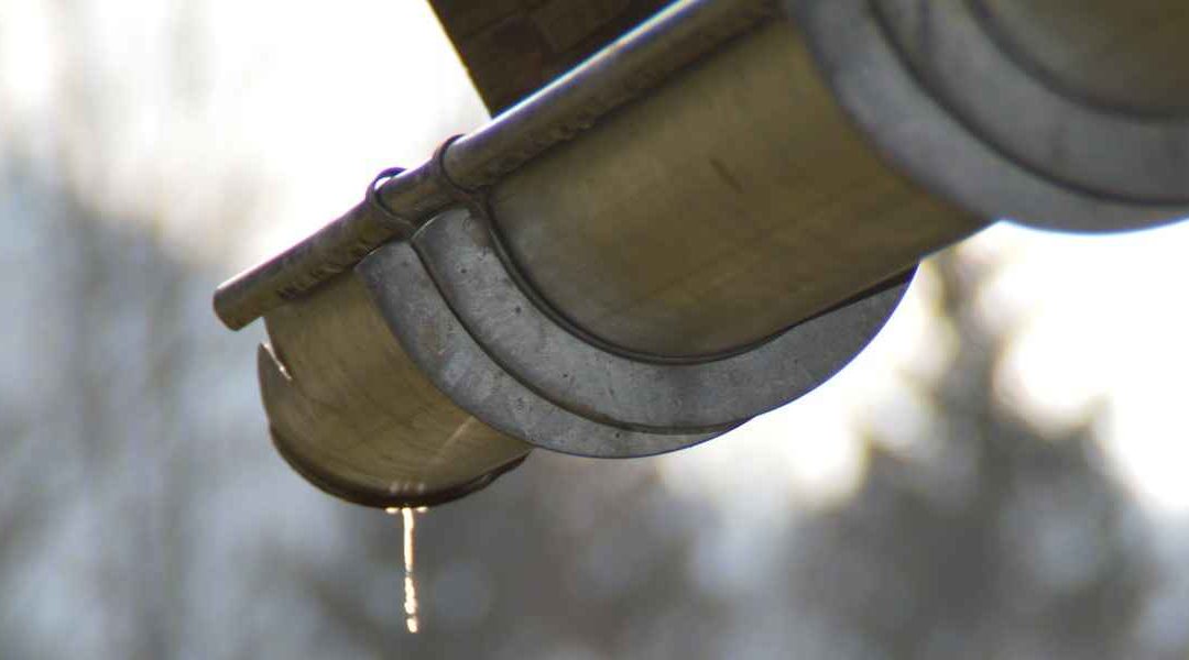 Merel in een kerkdakgoot