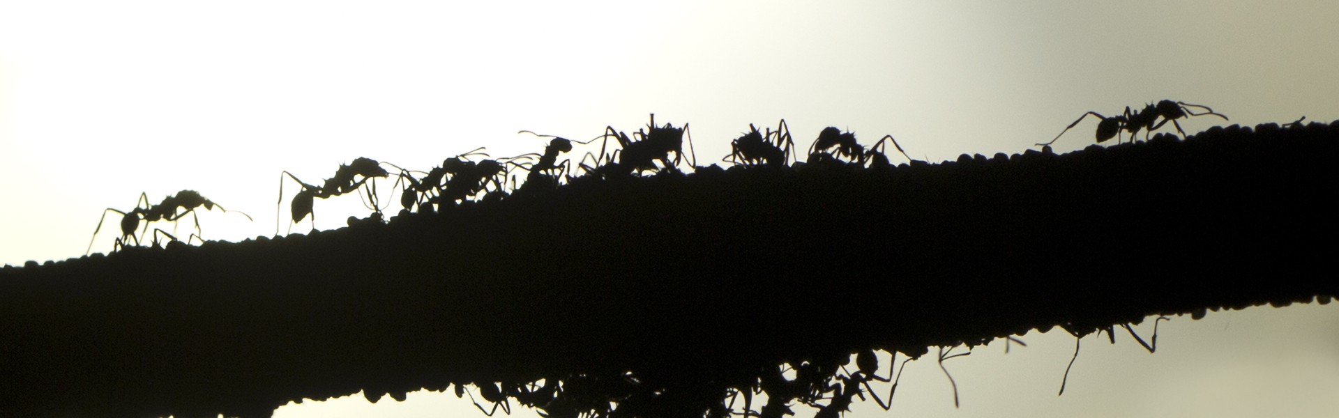 Mieren Mieren foto Sami op flicr