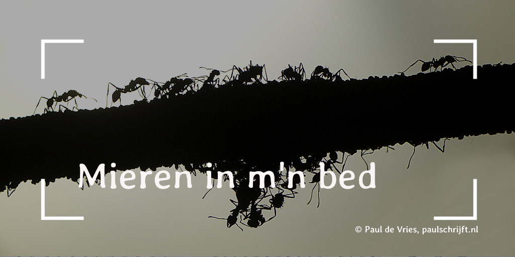 Mieren Mieren foto Sami op flicr