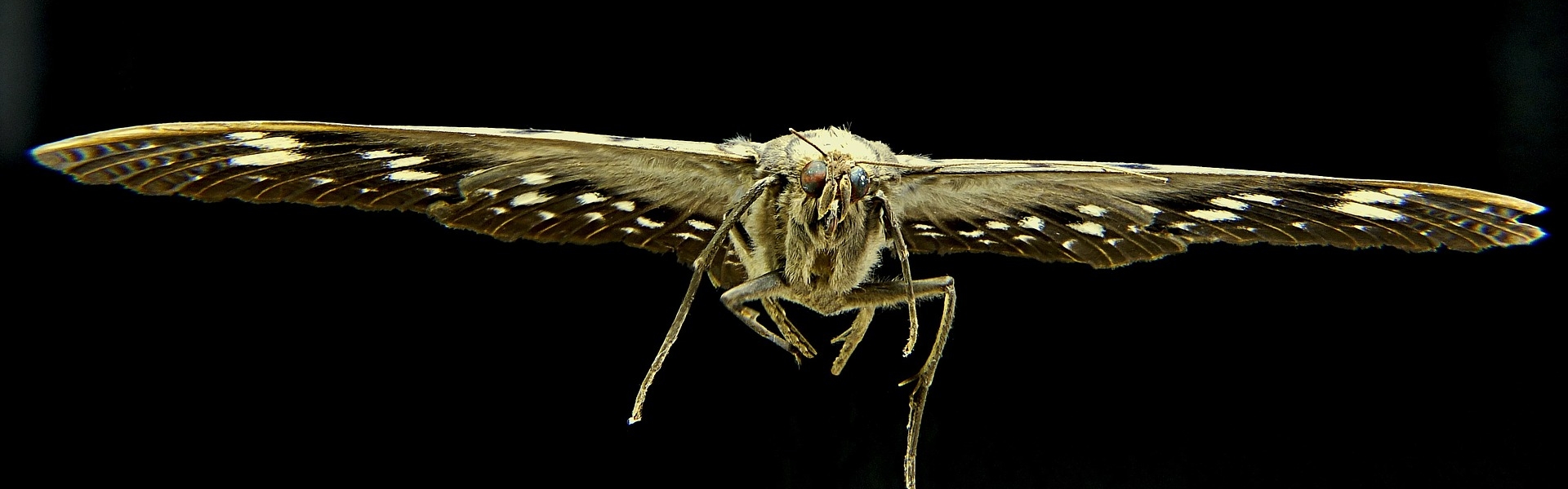 Mot Mot (foto Mot Josch13 Pixabay)