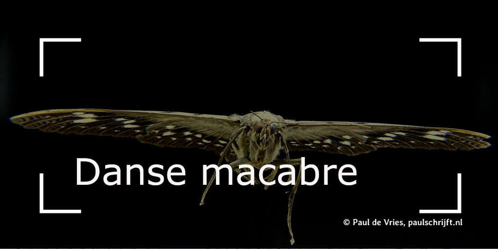 Mot Mot (foto Mot Josch13 Pixabay)