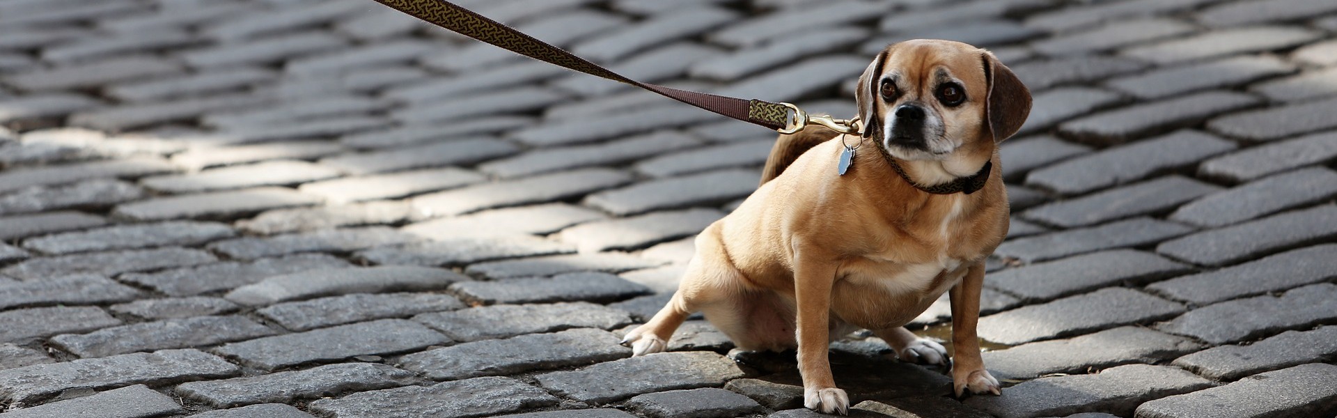 Onzichtbaar hond dog-926785 StockSnap pixabay