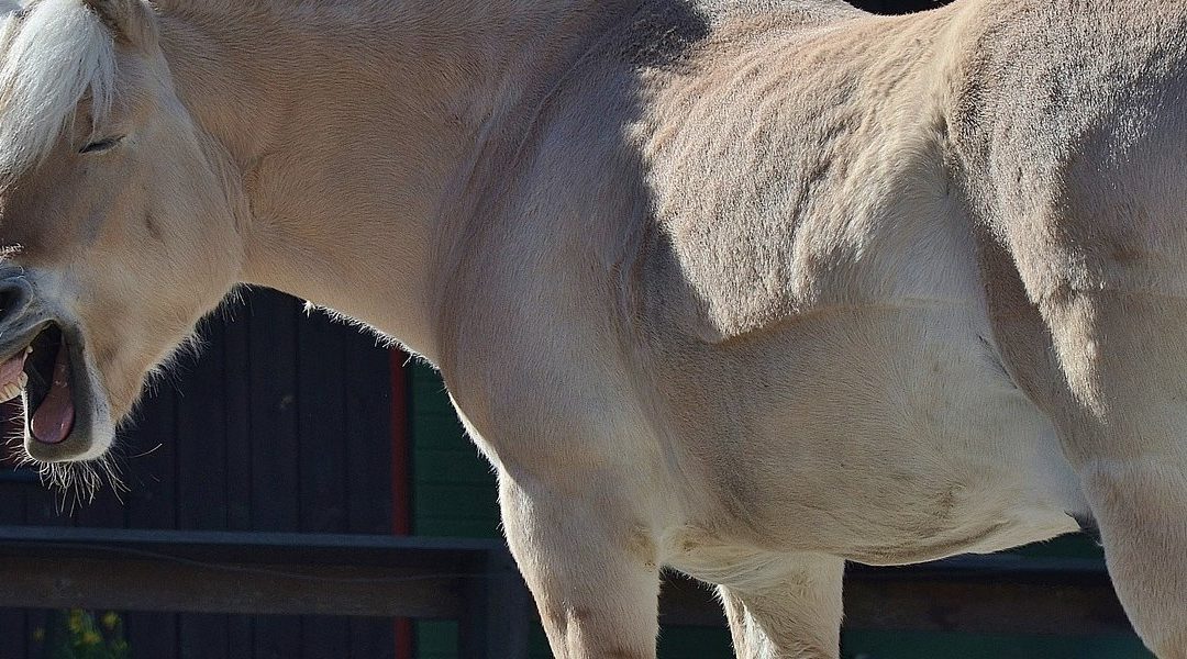 Paardenbalsem-mentholgel