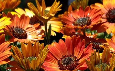 Spaanse Margriet
