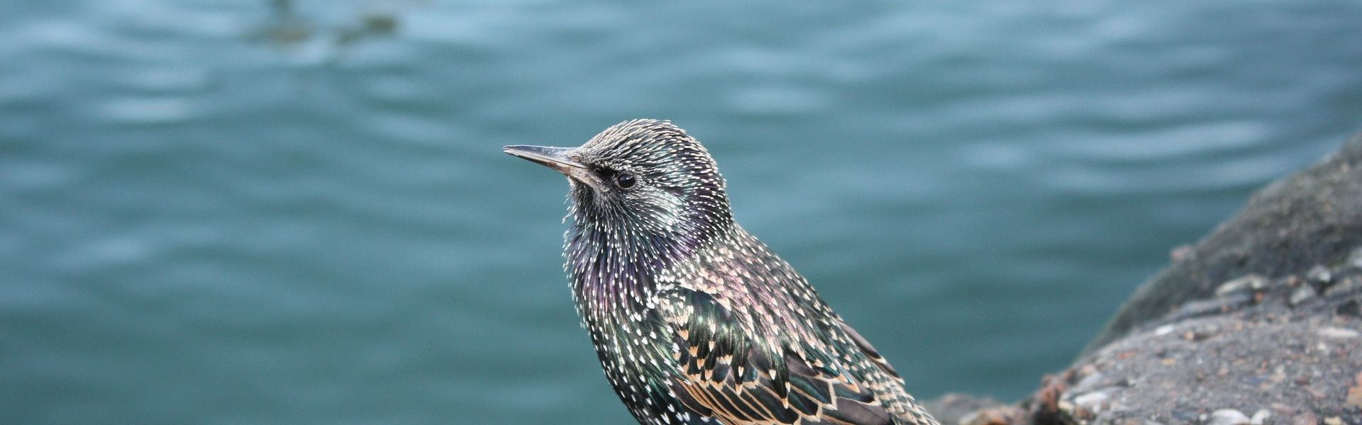 Spreeuw Een spreeuw aan het water bij het versje Spreeuwenmeeuw van Paul Schrijft.