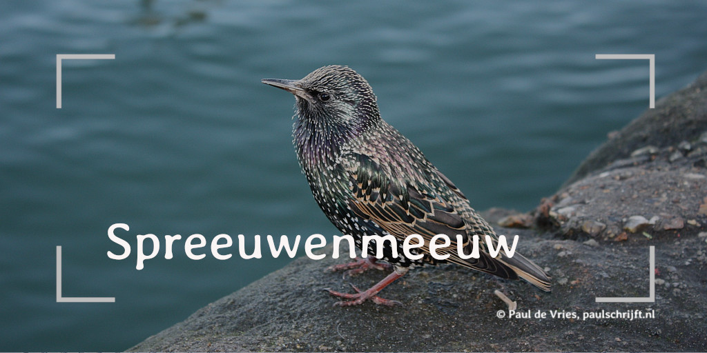 Spreeuw Een spreeuw aan het water bij het versje Spreeuwenmeeuw van Paul Schrijft.