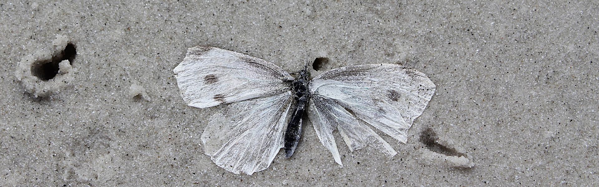 Dode en gebleekte vlinder bij het versje ‘Steniging’ van Paul Schrijft Dode en gebleekte vlinder bij het versje 'Steniging' van Paul de Vries