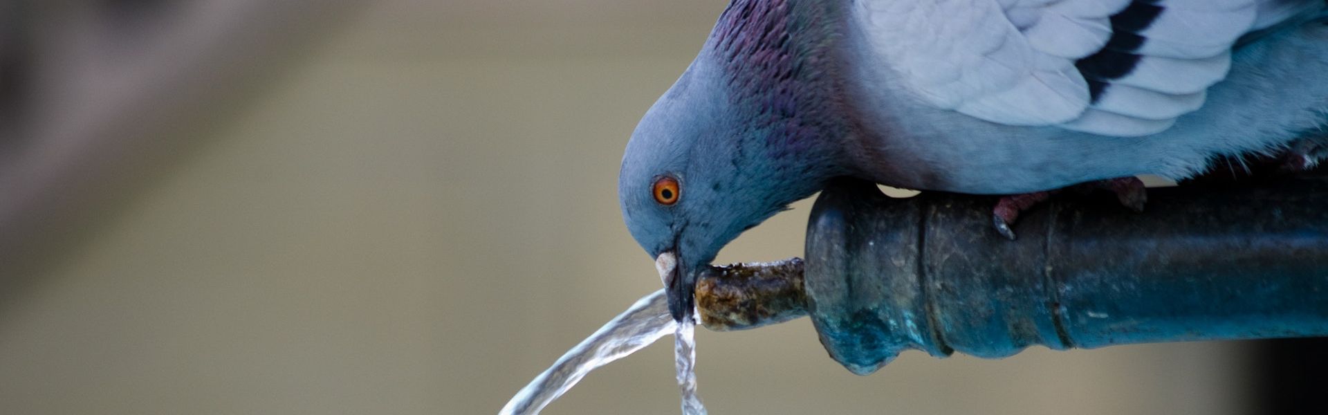 Duif die water drinkt Duif die water drinkt bij het versje 'Stuntduif' van Paul Schrijft