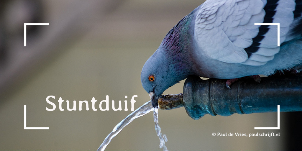 Duif die water drinkt Duif die water drinkt bij het versje 'Stuntduif' van Paul Schrijft