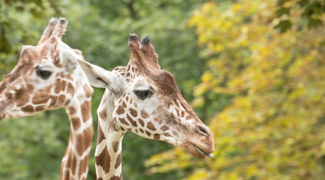 Twee spelende giraffen