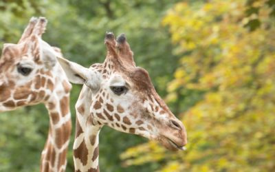 Twee spelende giraffen