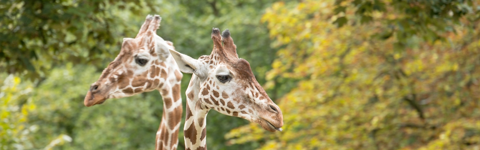 Twee spelende giraffen Pixabay Michael Schwarzenberger