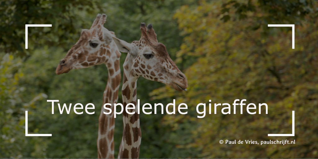 Twee spelende giraffen Twee spelende giraffen Pixabay Michael Schwarzenberger