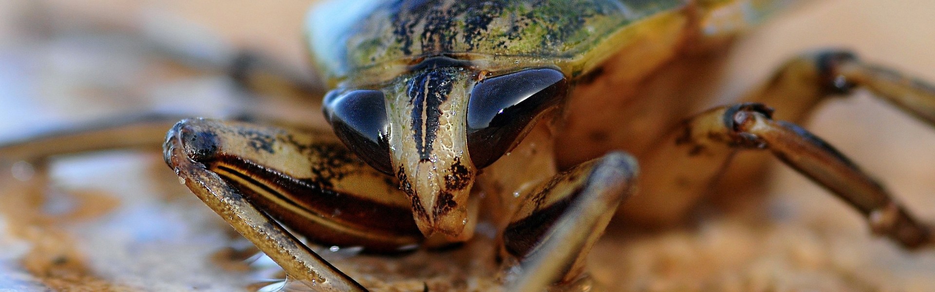 Kakkerlak Kakkerlak, bij het versje 'Virtuoos' van Paul Schrijft