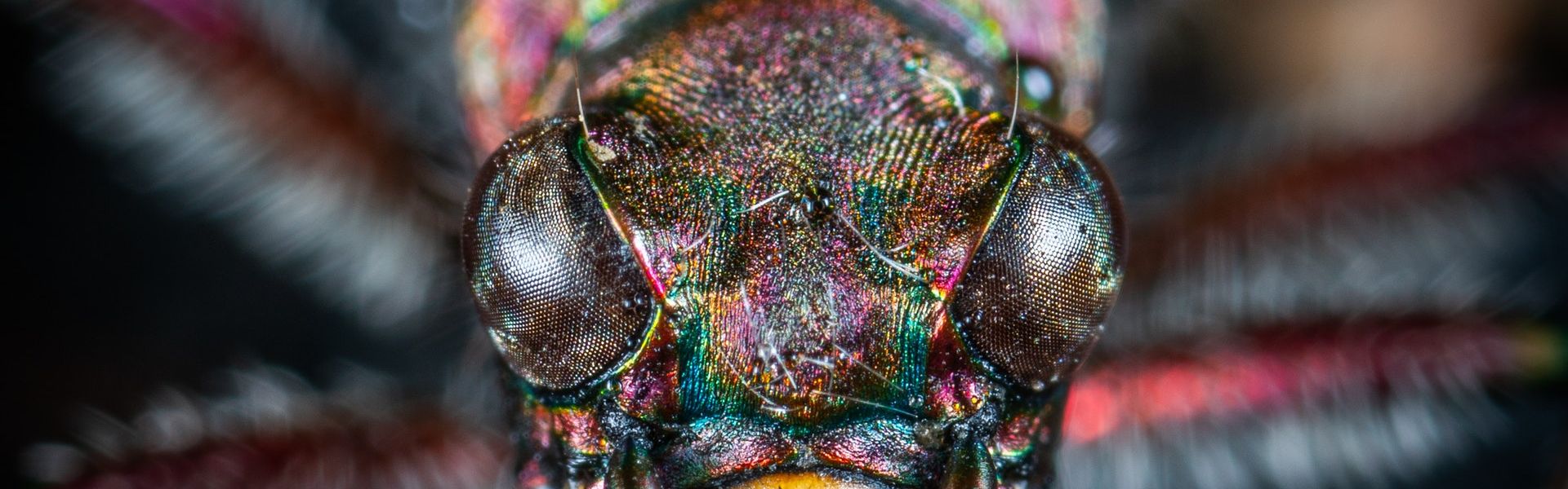 Watertor Kever bij het versje 'Watertor' van Paul de Vries Schrijft. Foto door Egor Kamelev