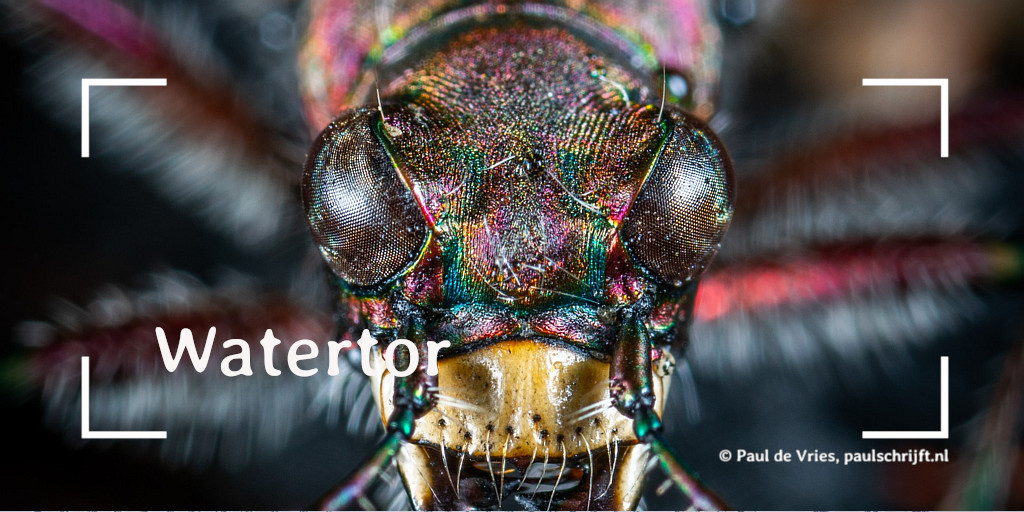 Kever bij het versje 'Watertor' van Paul de Vries Schrijft. Kever bij het versje 'Watertor' van Paul de Vries Schrijft. Foto door Egor Kamelev