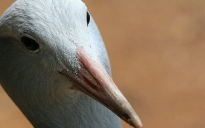 Zilverreiger