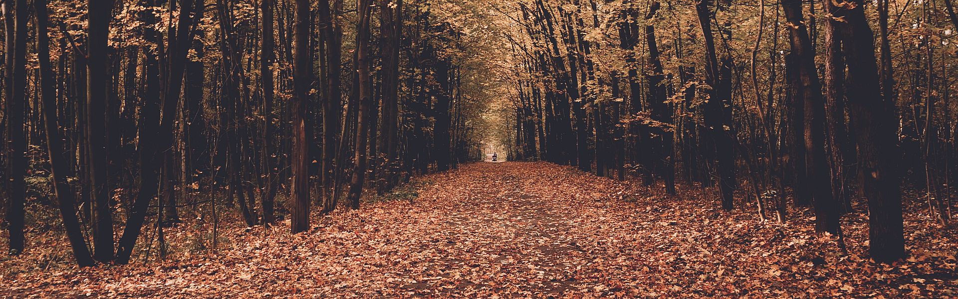 boslaan in de herfst bij de column ‘Afscheid’ van Paul Schrijft boslaan in de herfst bij de column 'Afscheid' van Paul Schrijft