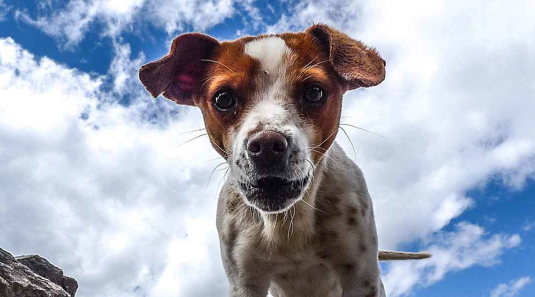 Het hondje uit mijn dromen