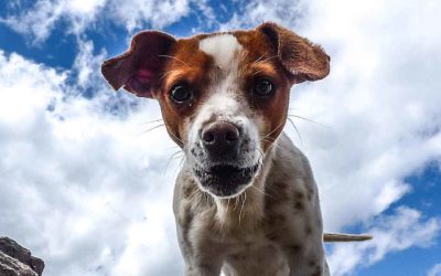 Het hondje uit mijn dromen