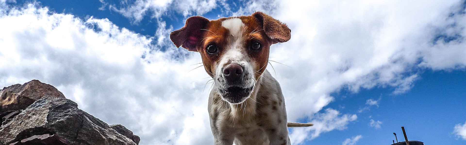 Het hondje uit mijn dromen Zwart-wit-bruin hondje bij 'Het hondje uit mijn dromen' van Paul Schrijft via Snapwire