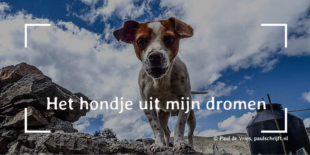 Het hondje uit mijn dromen Zwart-wit-bruin hondje bij 'Het hondje uit mijn dromen' van Paul Schrijft via Snapwire